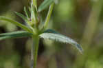 Corn gromwell